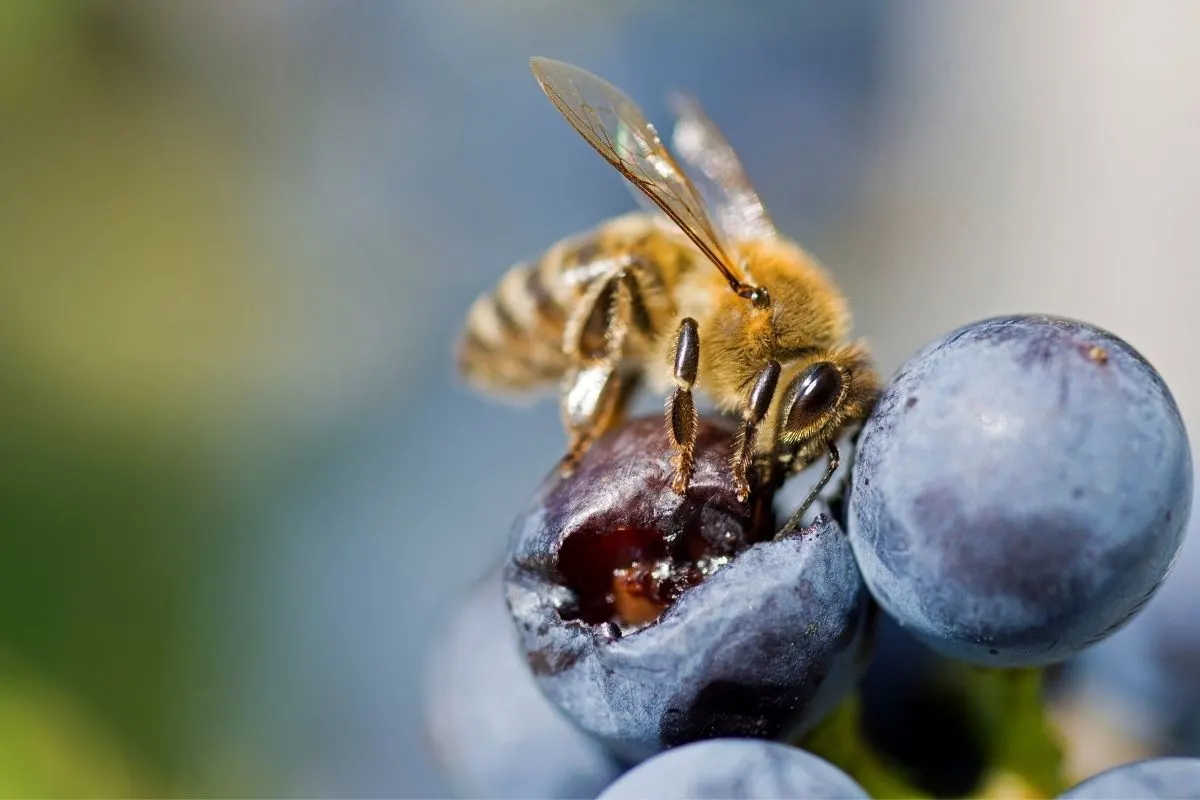 bee enjoying a blueberry