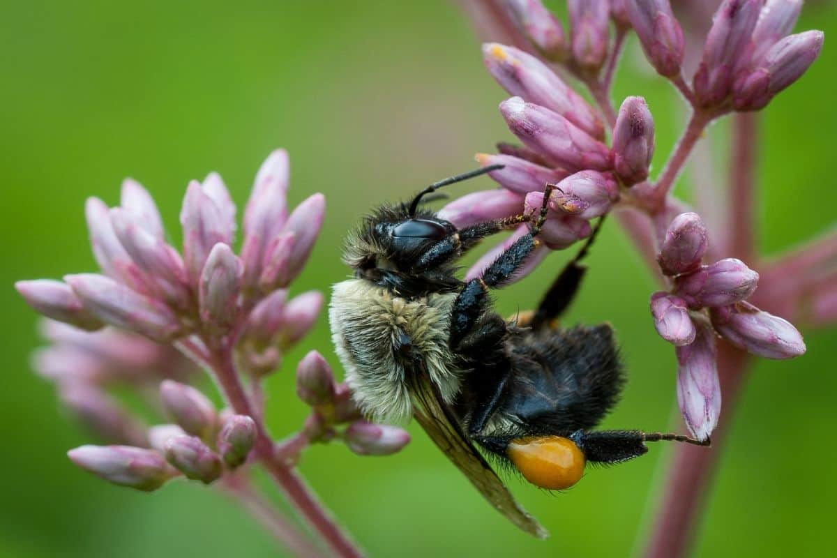 a bee on Joe Pye Weed