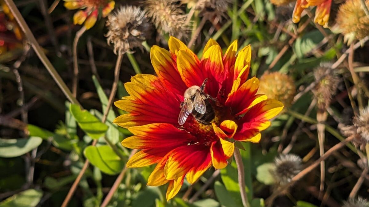 A bee on an Indian blanket flower in the fall.