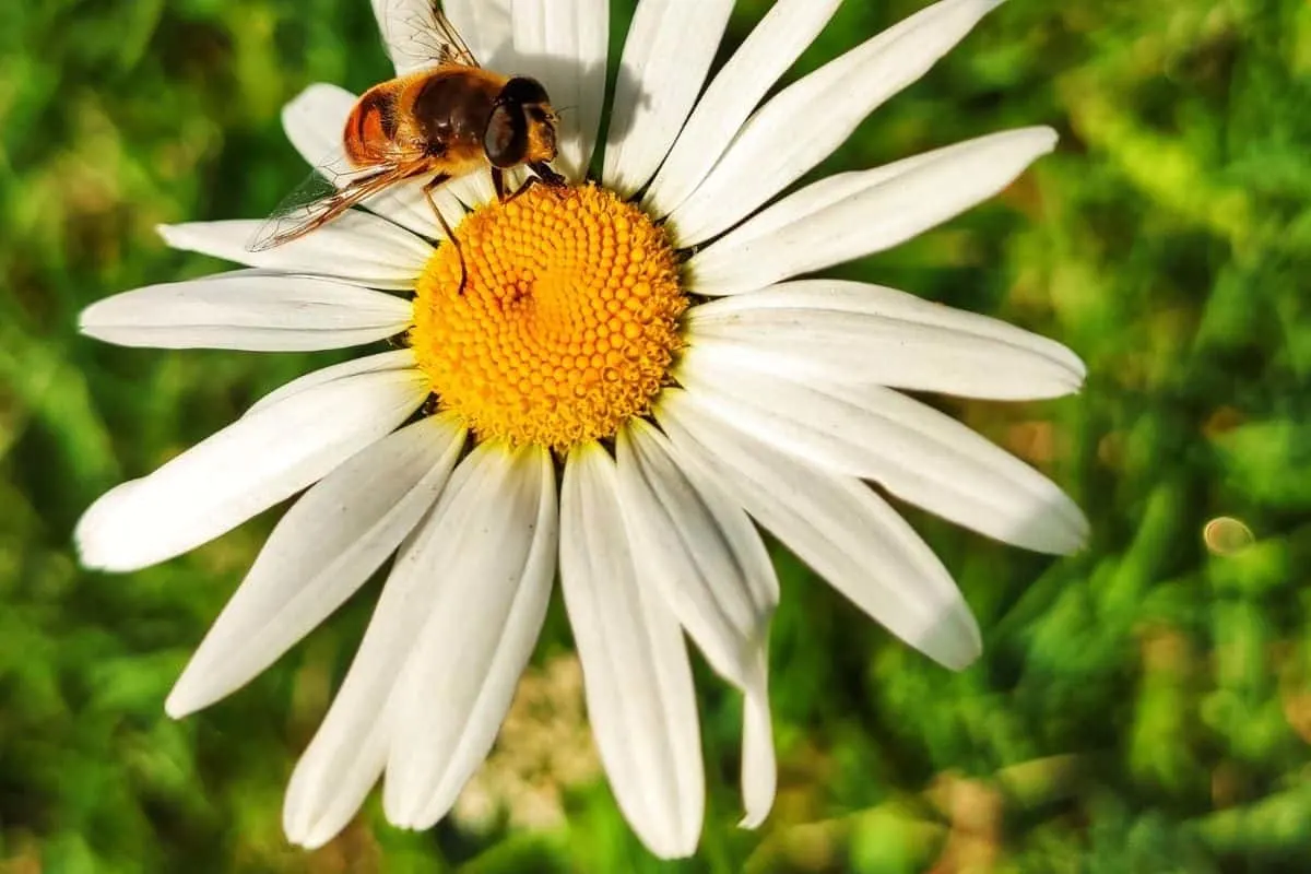 bee on a common daisy flower