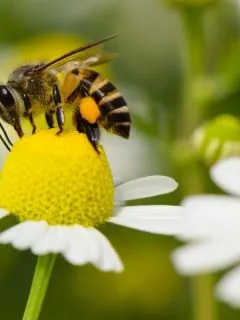 a bee enjoying a chamomile flower
