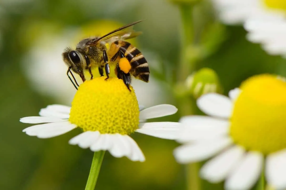 a bee enjoying a chamomile flower