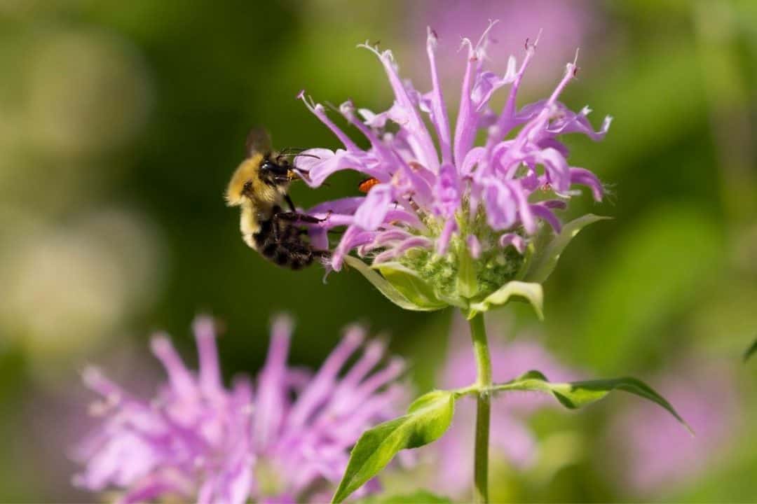 13 Lovely Perennial Flowers That Attract Bees