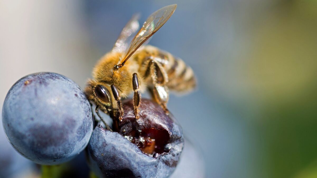 bee enjoying a blueberry.