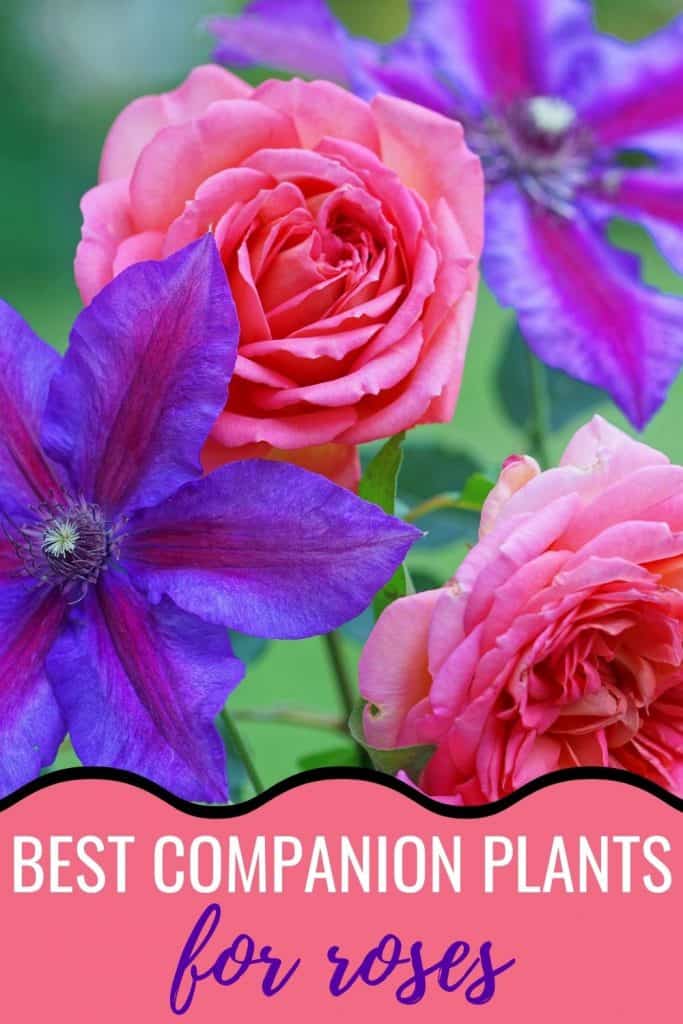 11 Best Companion Plants For Roses