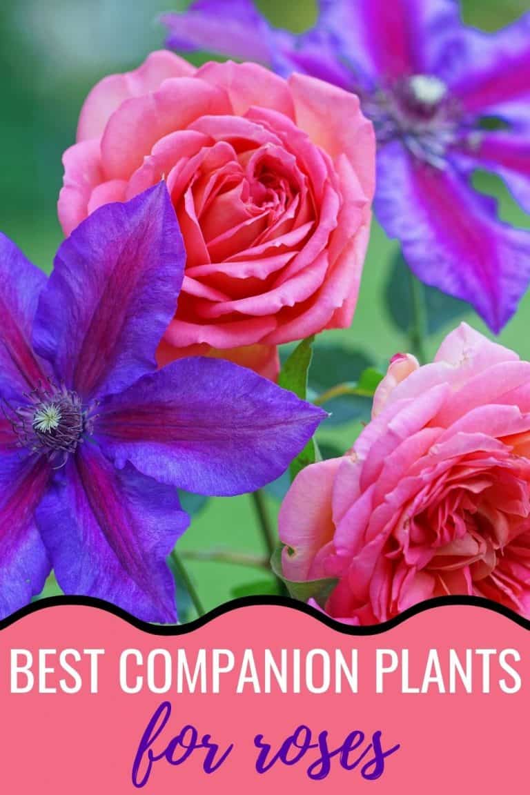 11 Best Companion Plants For Roses