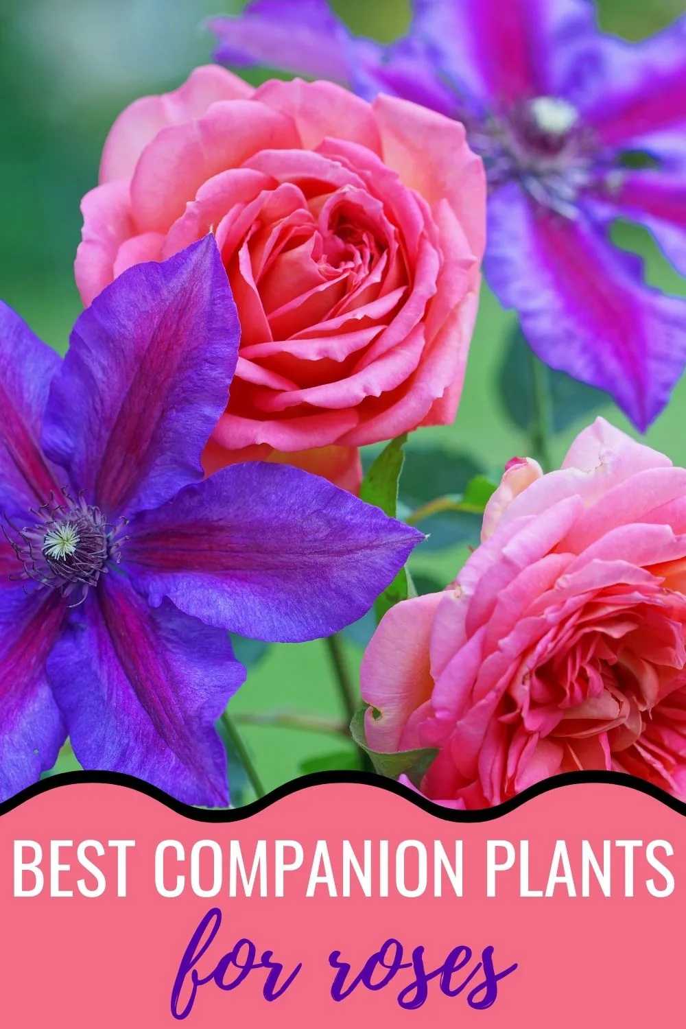 Best companion plants for roses