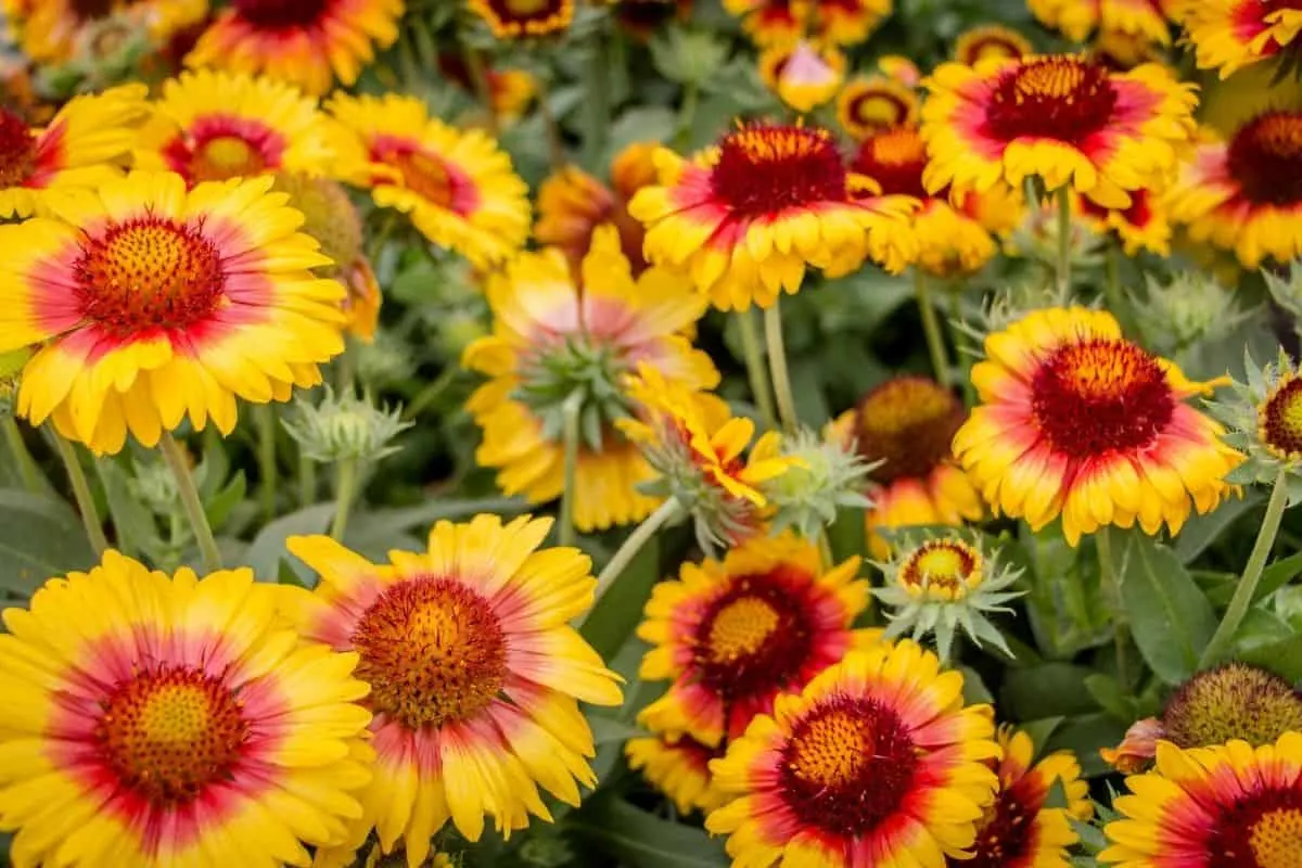 a bunch of beautufl blanket flowers