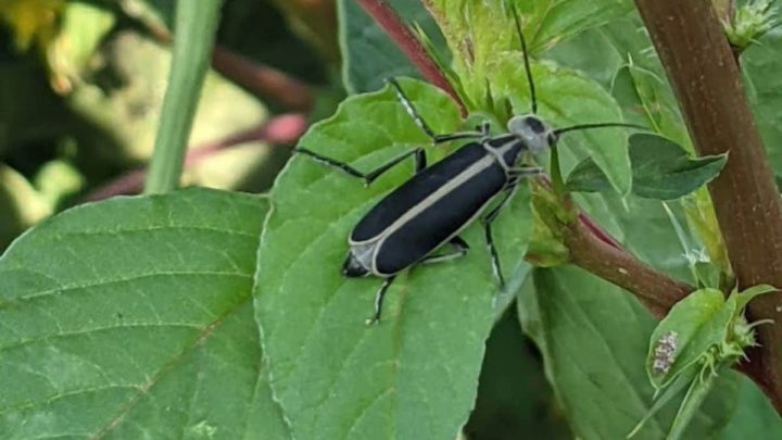 How to Get Rid of Blister Beetles