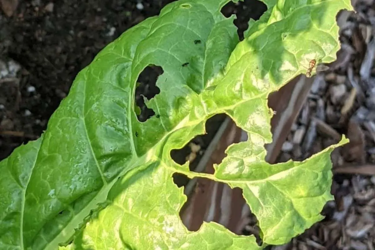 blister beetles damage