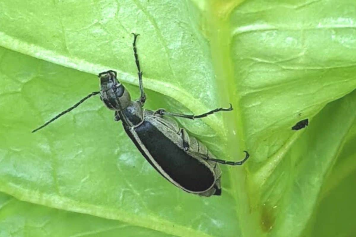 side view of a blister beetle