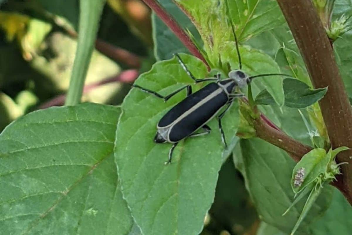 blister beetle