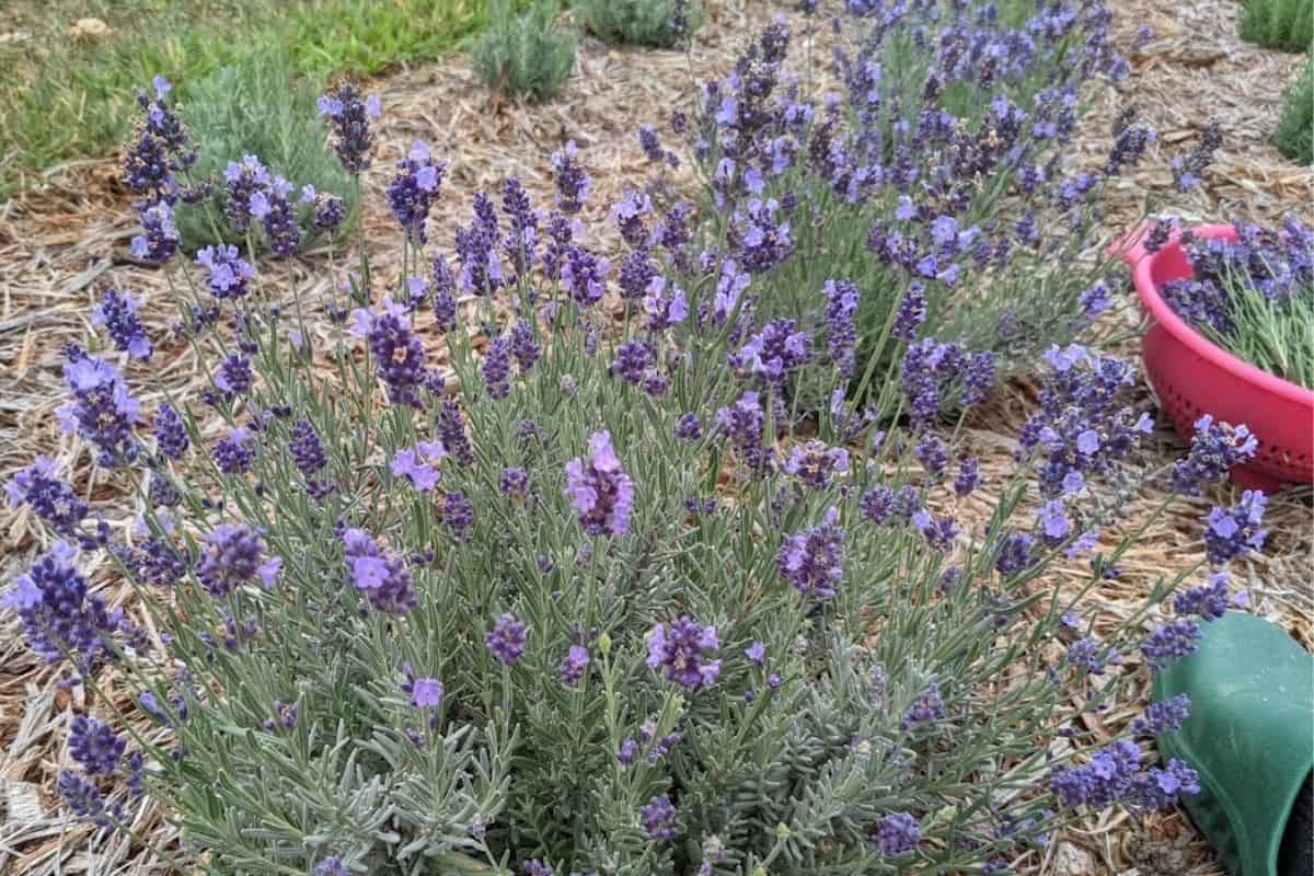 blooming lavender field