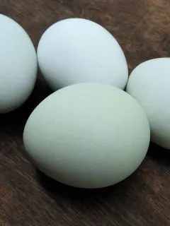 blue chicken eggs
