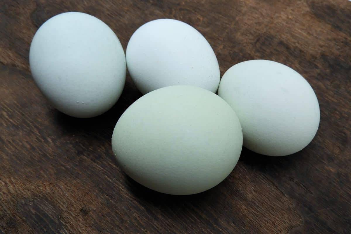 blue chicken eggs