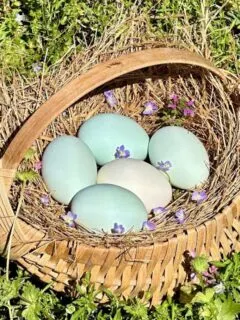 blue eggs in a basket sitting in the grass