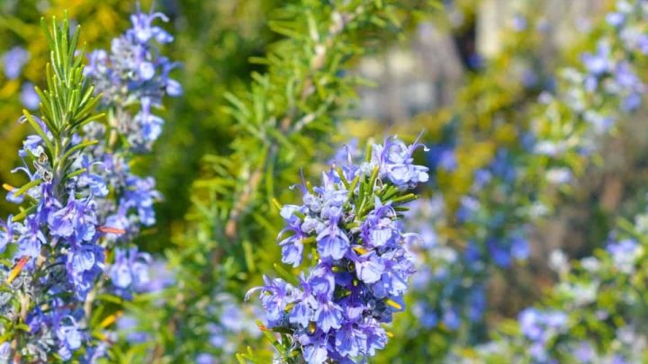 Are Rosemary Flowers Edible? 10 Creative Ways To Use Them