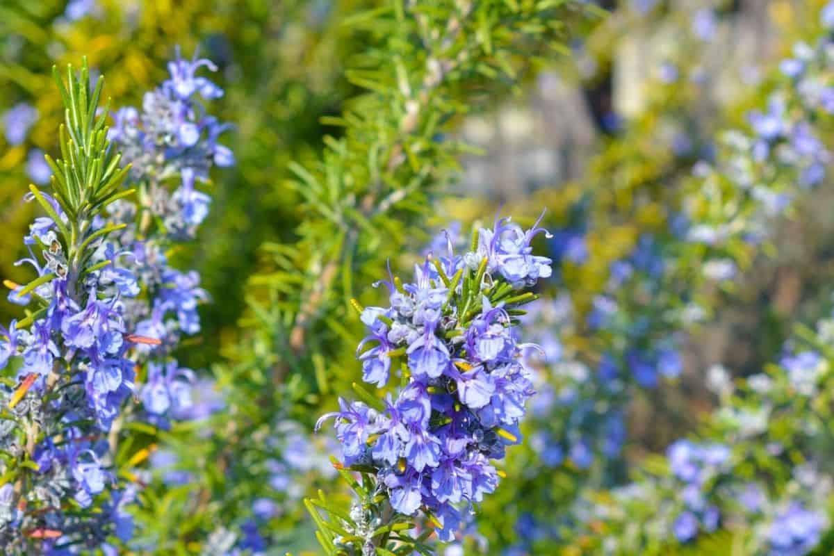 rosemary flowers