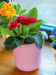 bright colored indoor plants