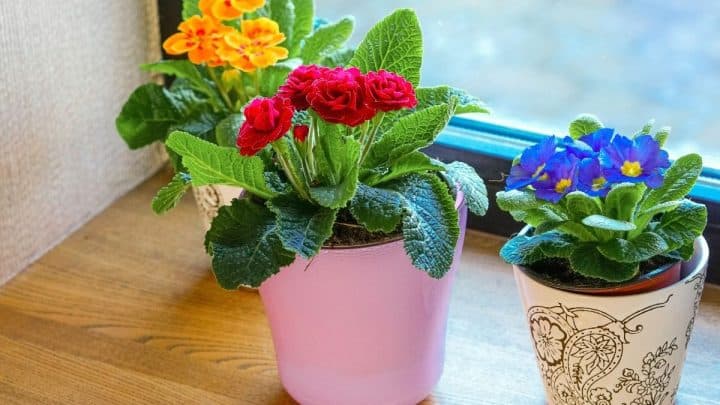 Indoor Plant Ideas: Great Plants For Every Home Space