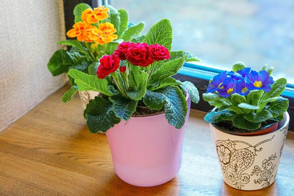 bright colored indoor plants