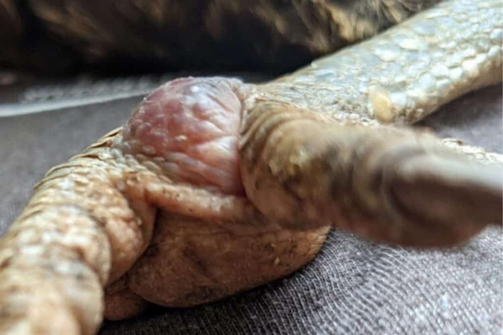 swollen chicken foot because of bumblefoot 