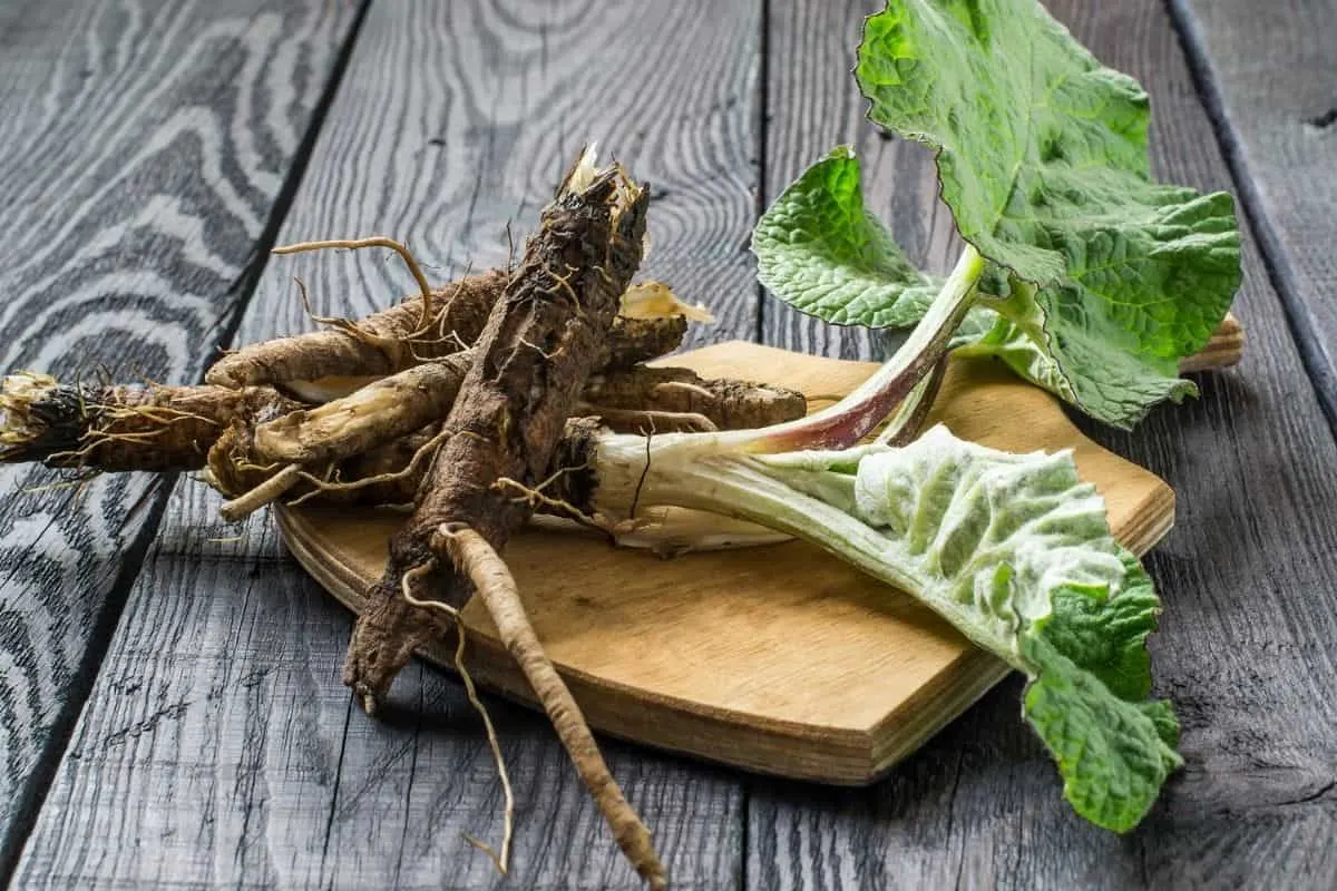 Burdock plant