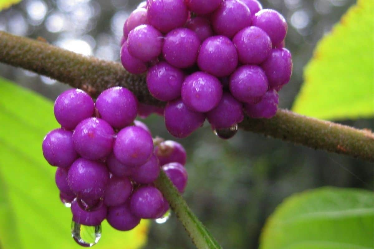 callicarpa americana