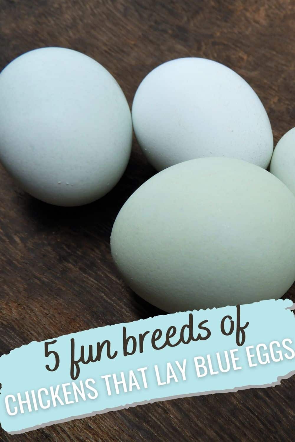 5 fun breeds of chickens that lay blue eggs