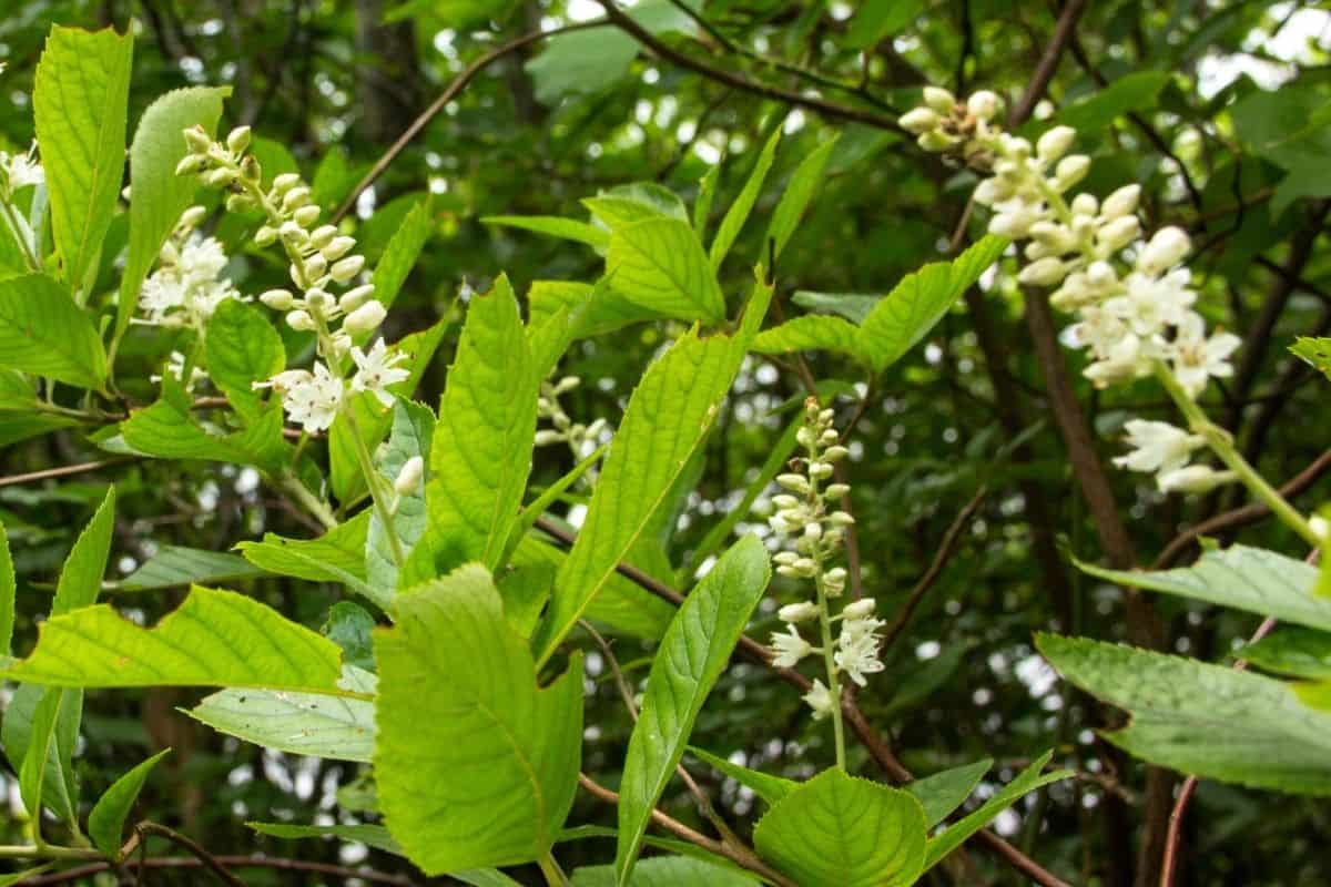 clethra alnifolia