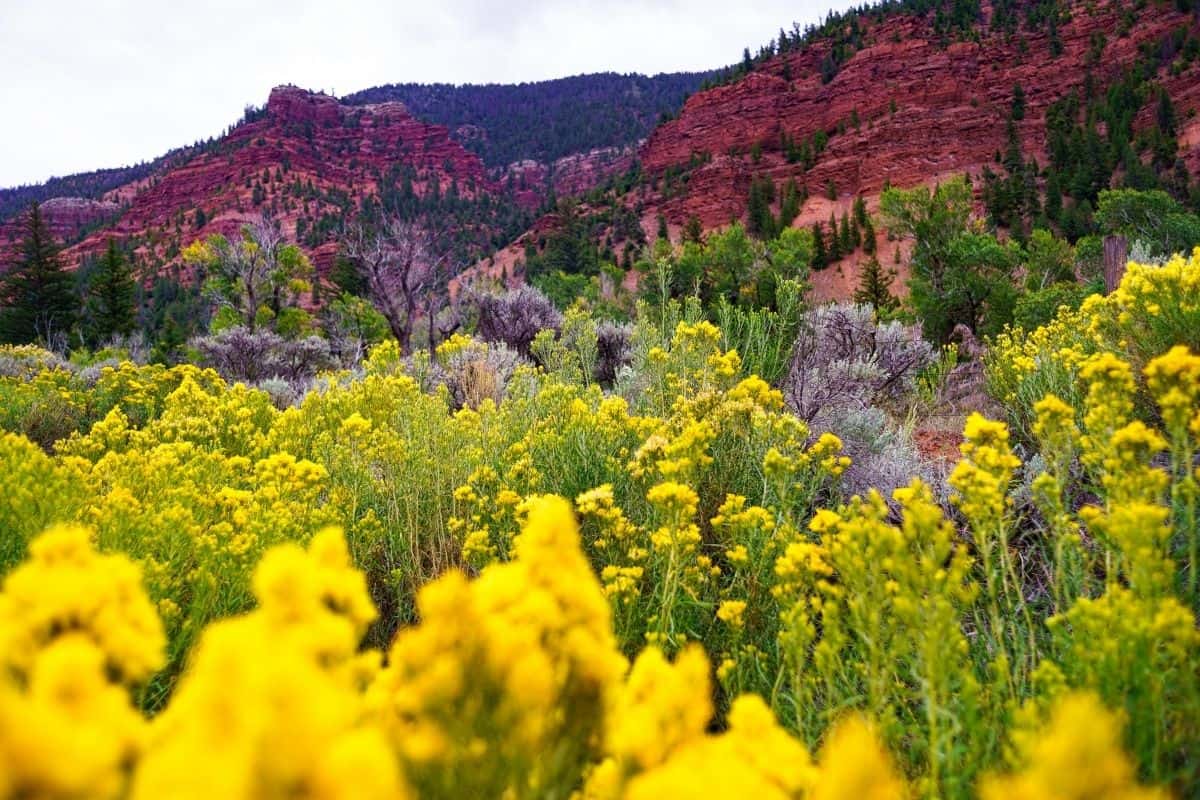 Colorado landscape