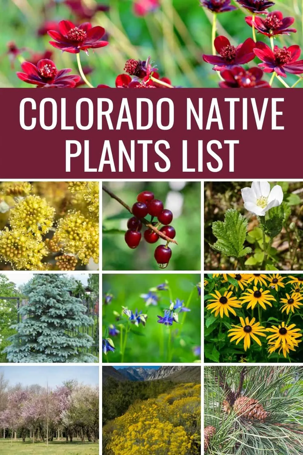 Colorado native plants list