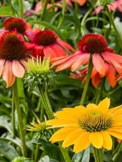 colorful echinacea flowers