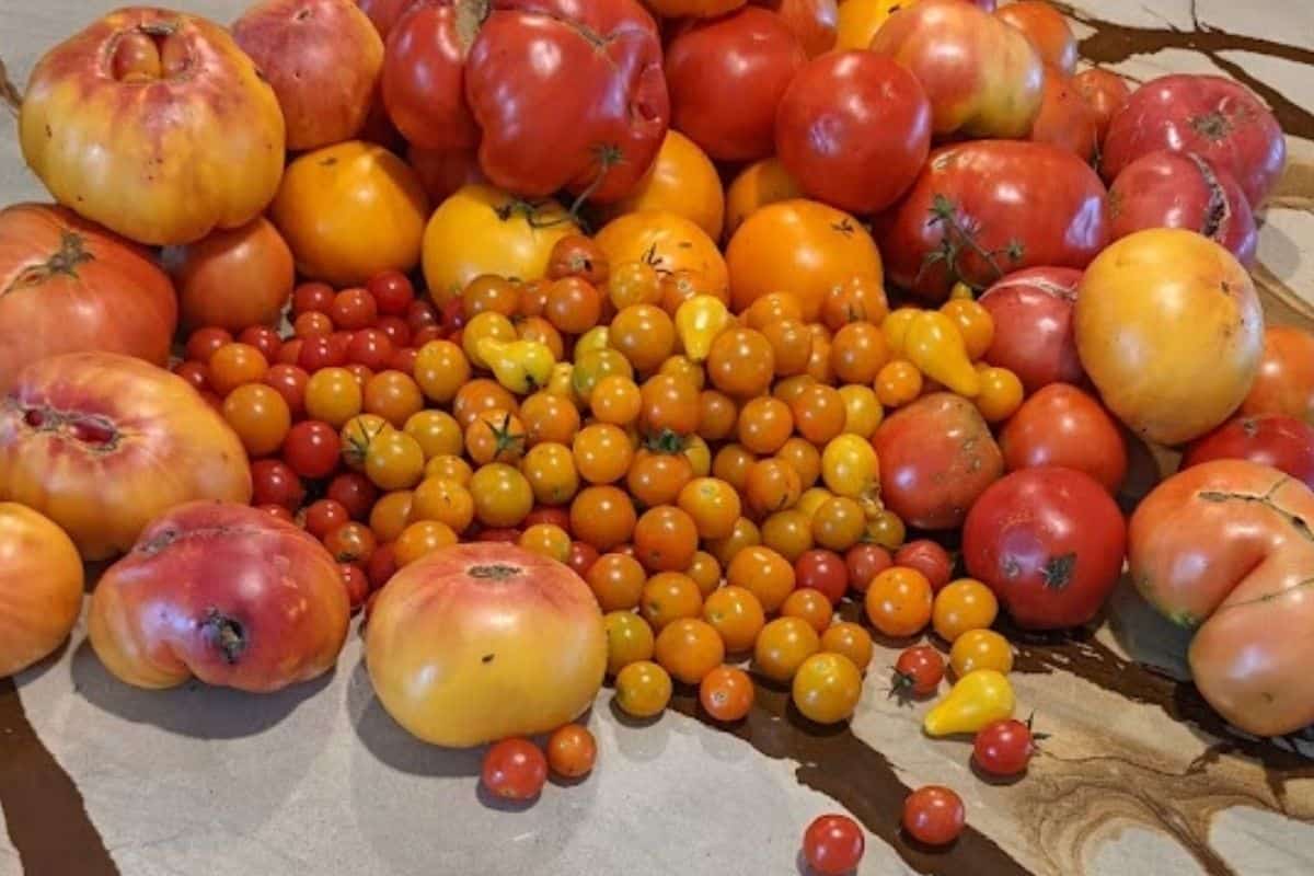 colorful tomato harvest
