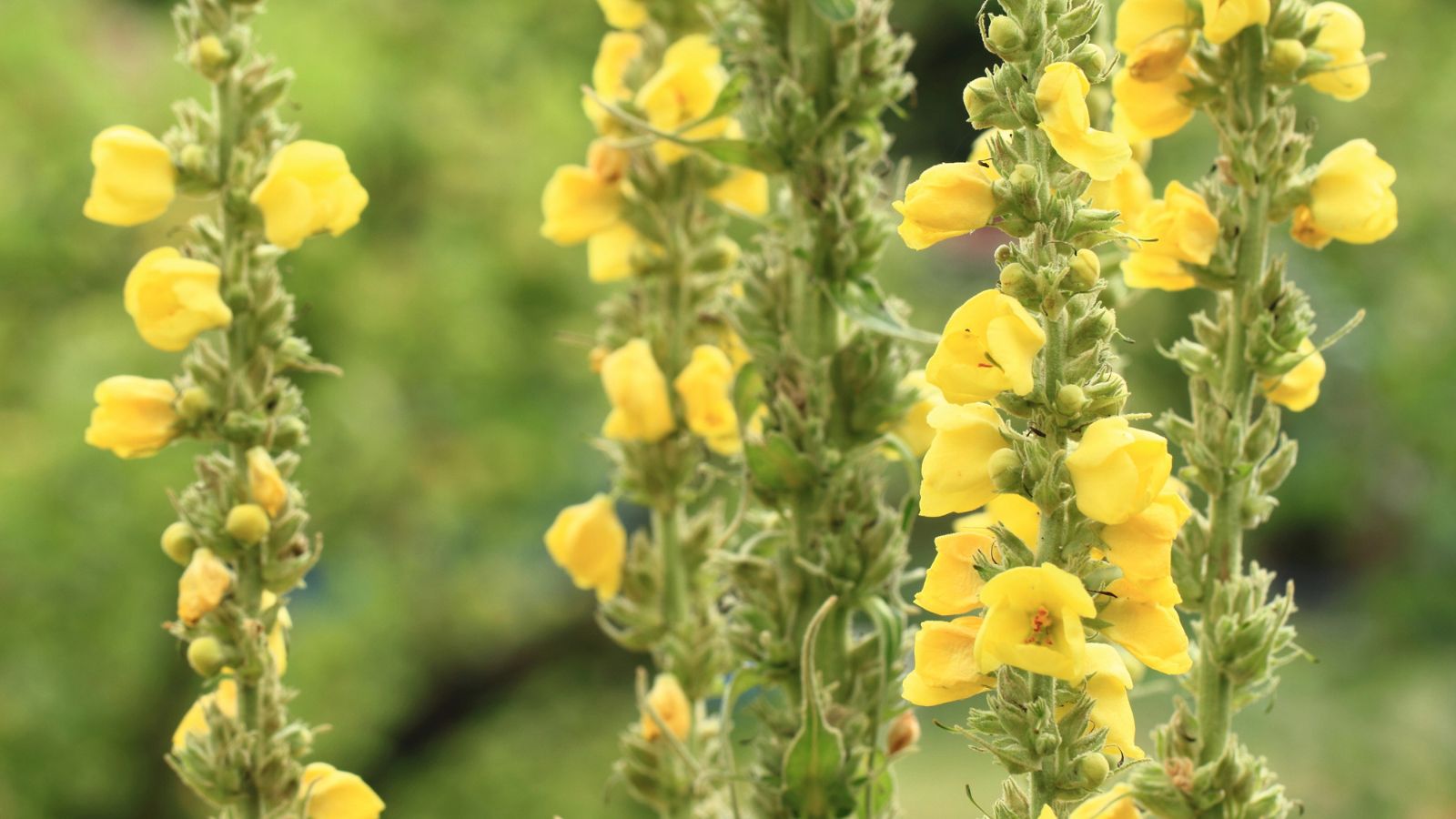 yellow common mullein flowers.