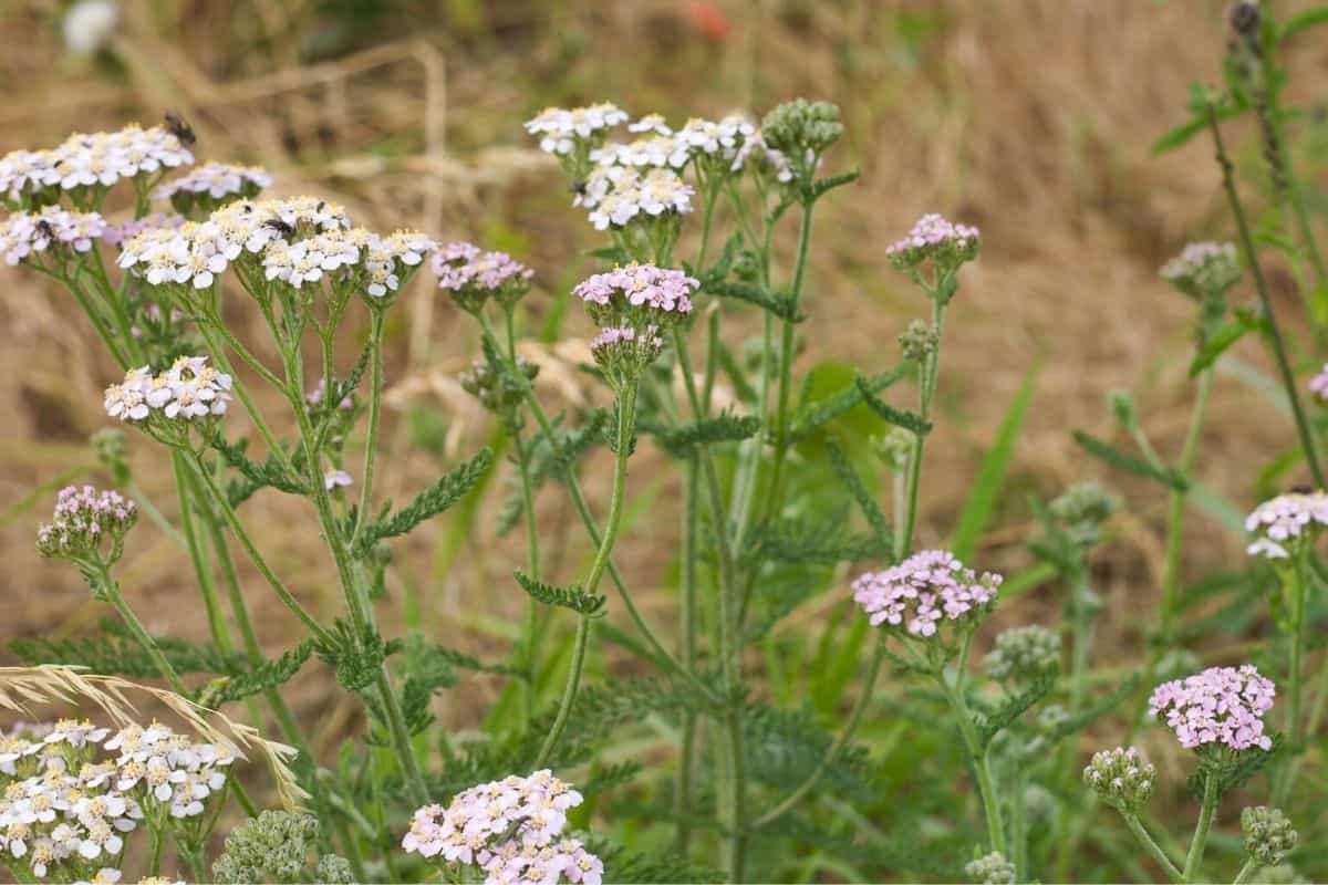 common yarrow