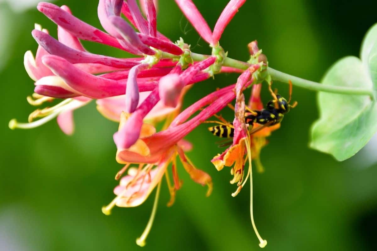 coral honeysuckle flowers