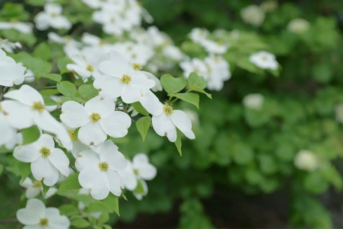 cornus florida