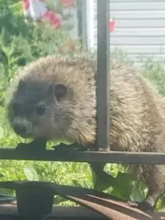 groundhog in my garden