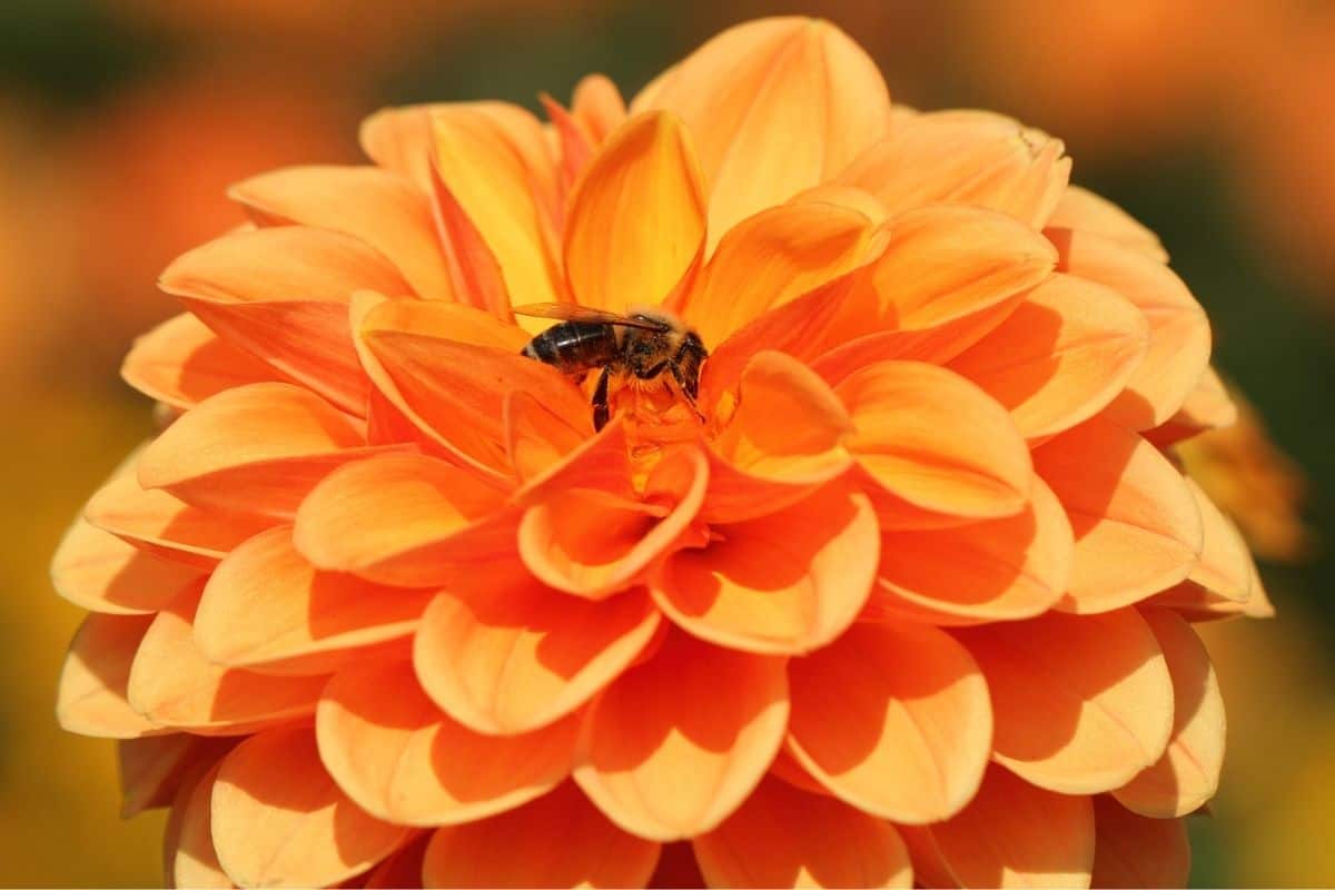a tiny bee almost lost in a big dahlia flower