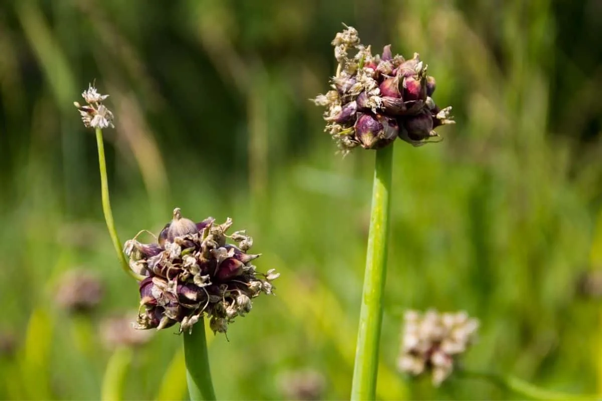 Egyptian walking onions