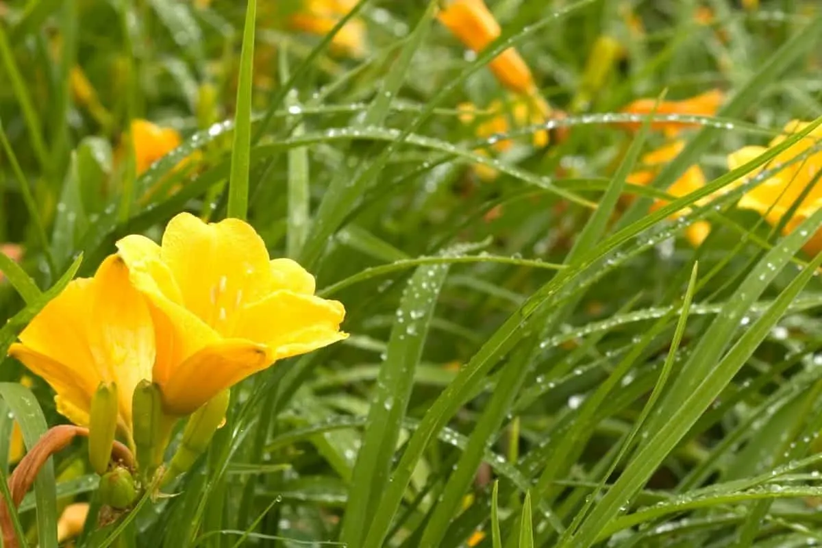 everbloming daylilies