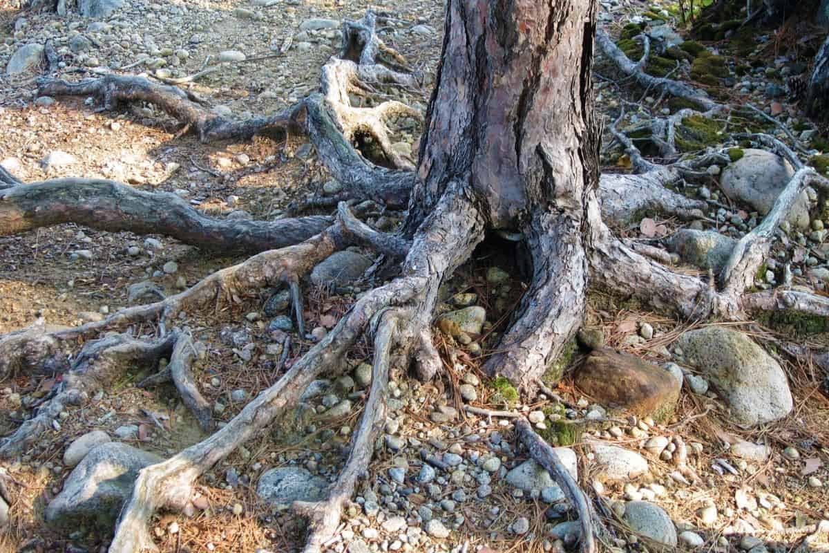 a tree with exposed roots