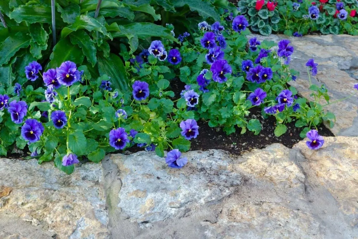 flower bed surrounded by large boulder 