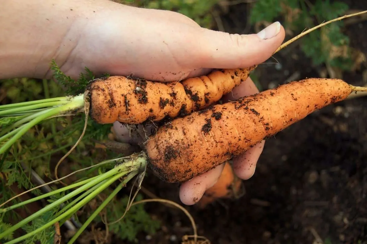 hand holding 2 freshly picked carrots