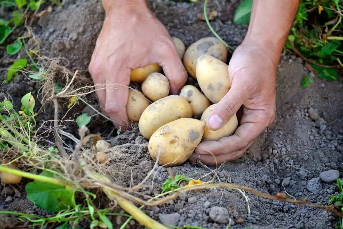 freshly picked potatoes