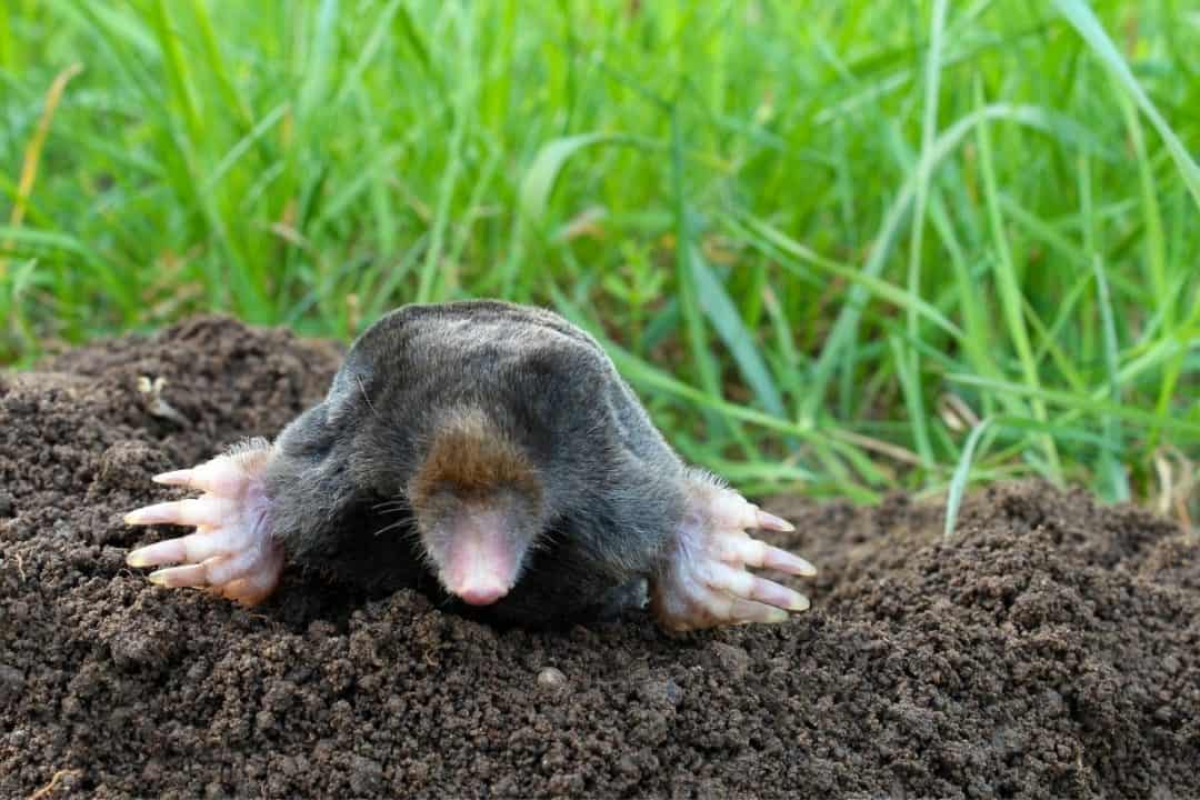 How To Get Rid Of Moles In The Garden - 4 Easy Ways