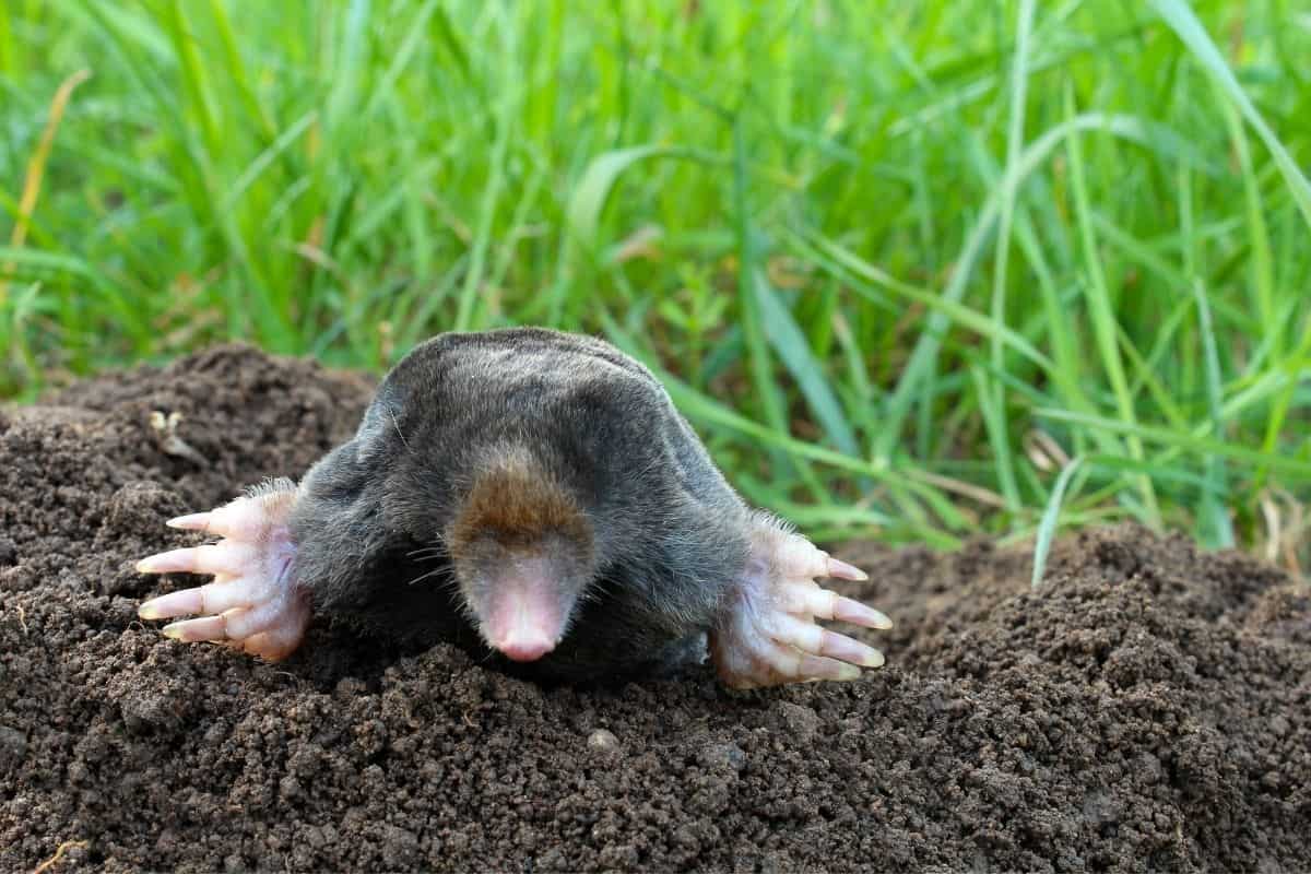 garden mole on top of a hill it made