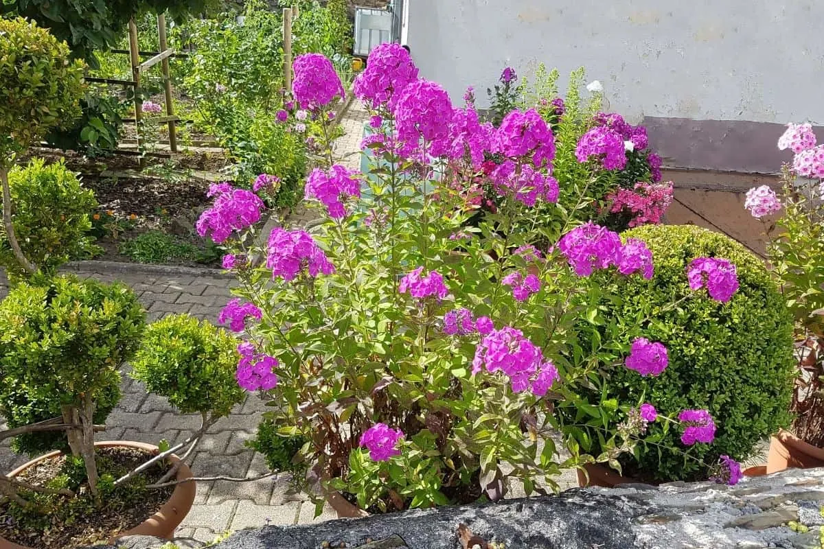 garden phlox flowers