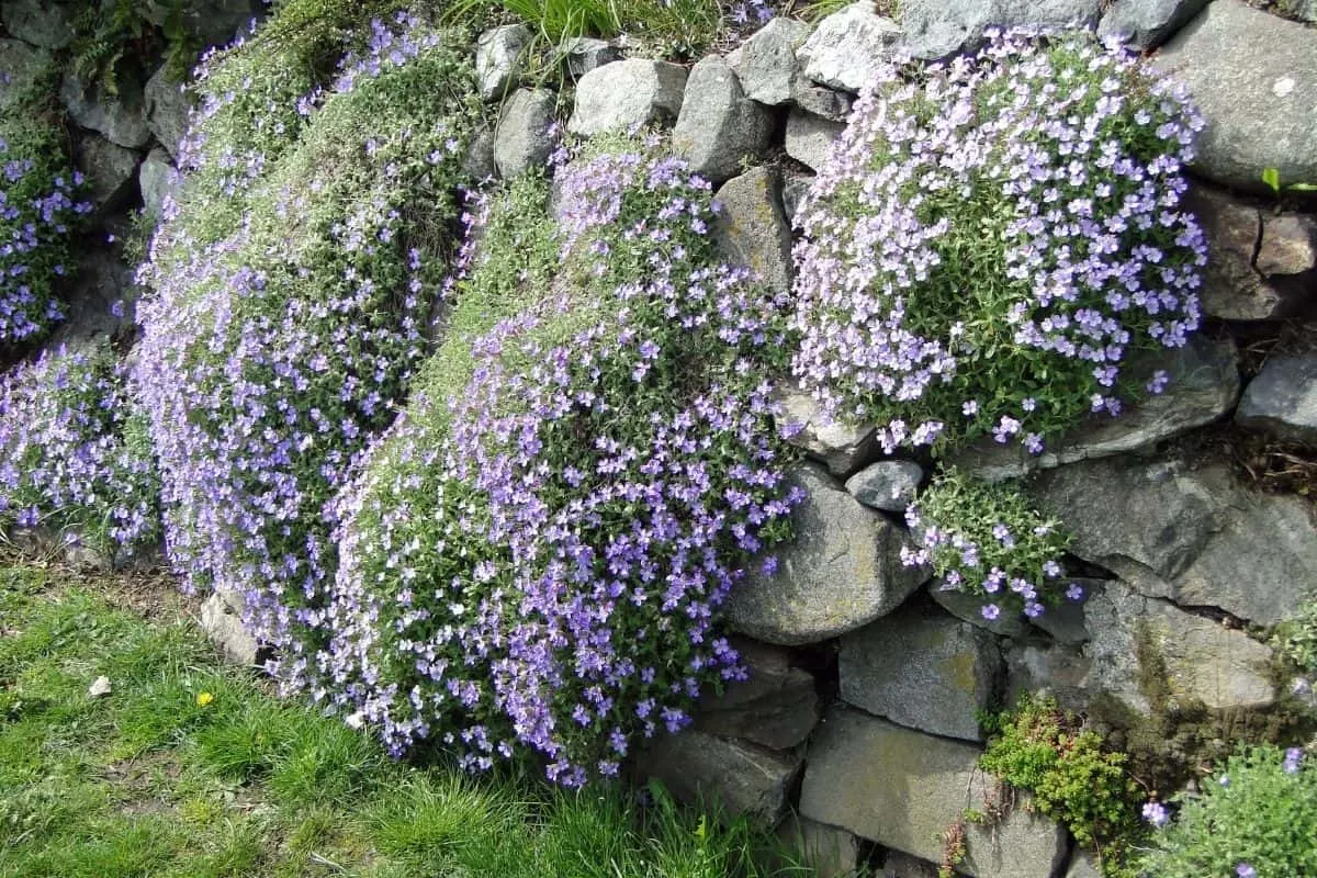 garden rock wall covered by purple flowers